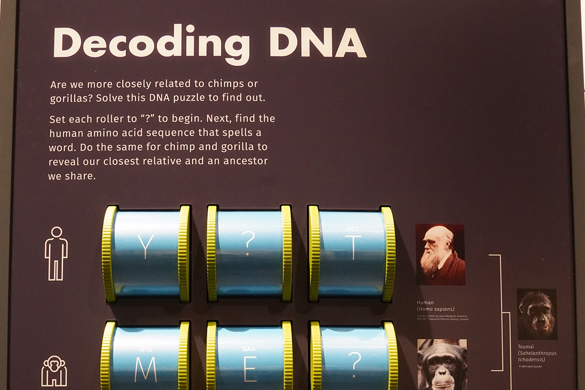 decoding DNA interactive game